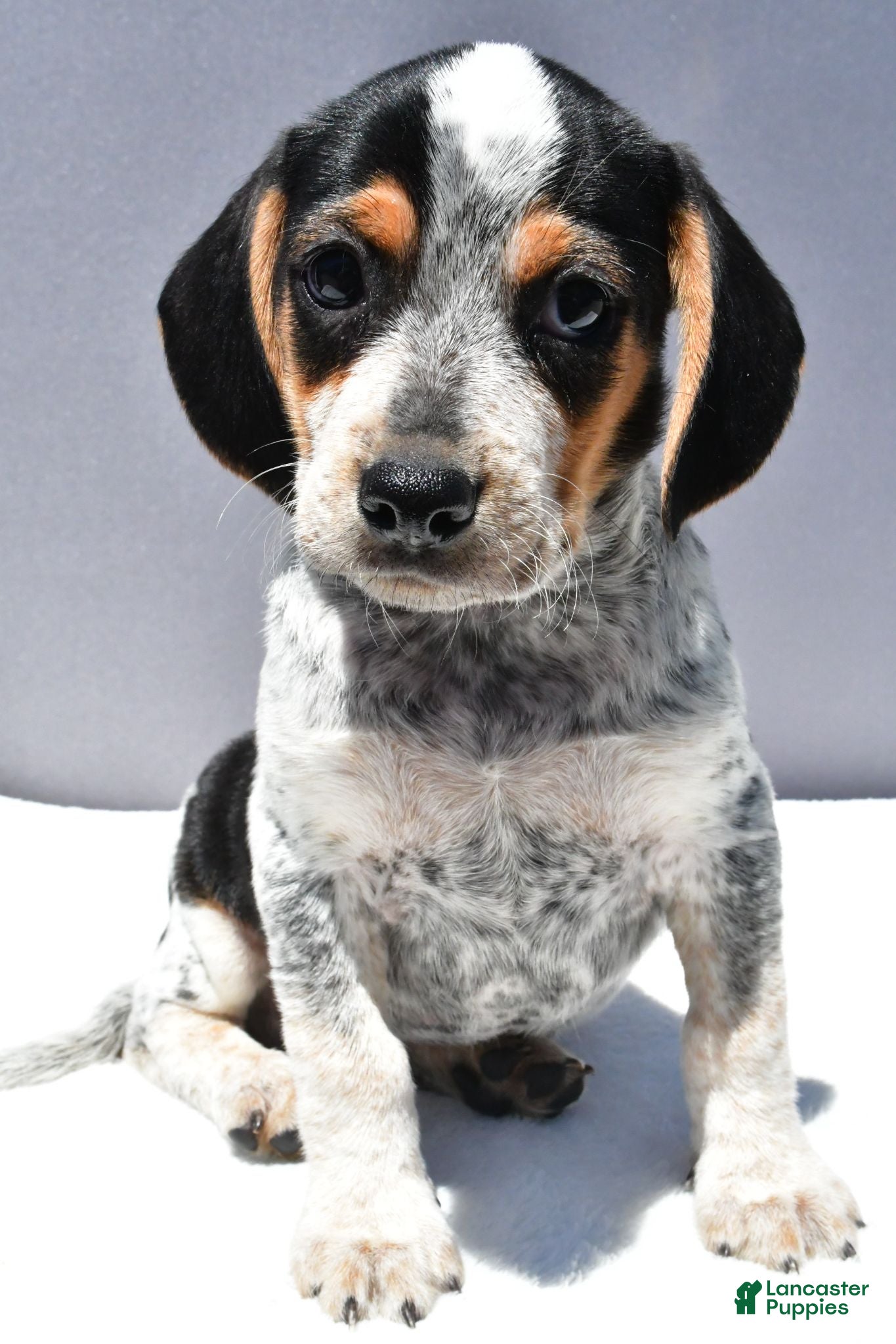 Beagle dogs Ryan - Ad 2