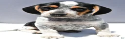 Beagle dogs for sale: Ryan - Ad 2