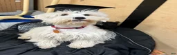 Miniature Schnauzer dogs for sale: Akc Bruno  - Ad 7
