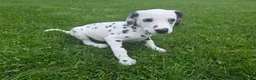 Dalmatian dogs for sale: Dalmatian female 4 - Ad 2
