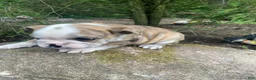 Mixed Breed dogs for sale: Billy - Ad 8