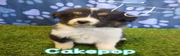 Australian Shepherd dogs for sale: Cakepop - Ad 1