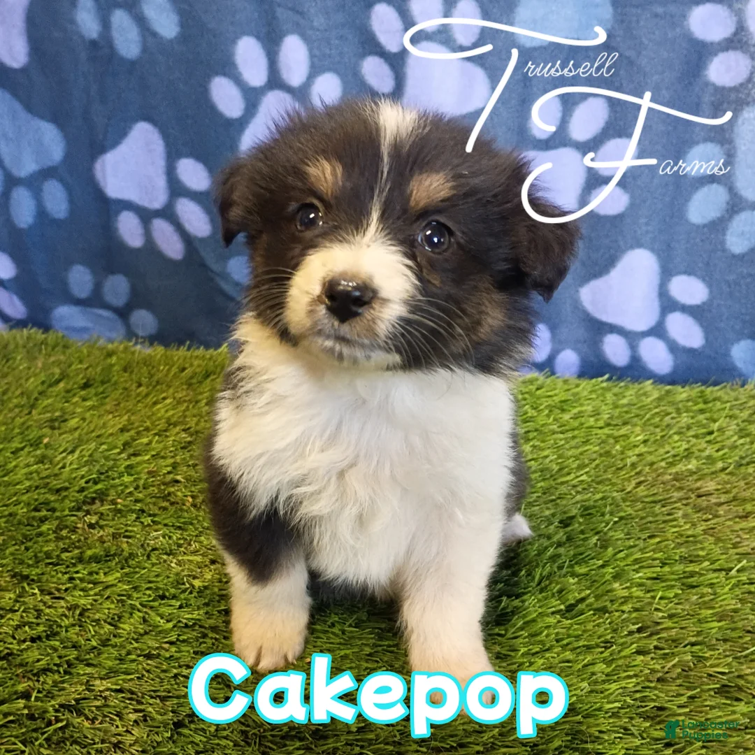 Australian Shepherd dogs for sale: Cakepop - Ad 1