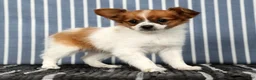 Papillon dogs for sale: Mara - Ad 5