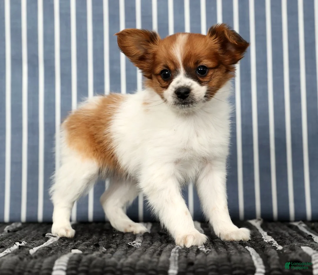 Papillon dogs for sale: Mara - Ad 5