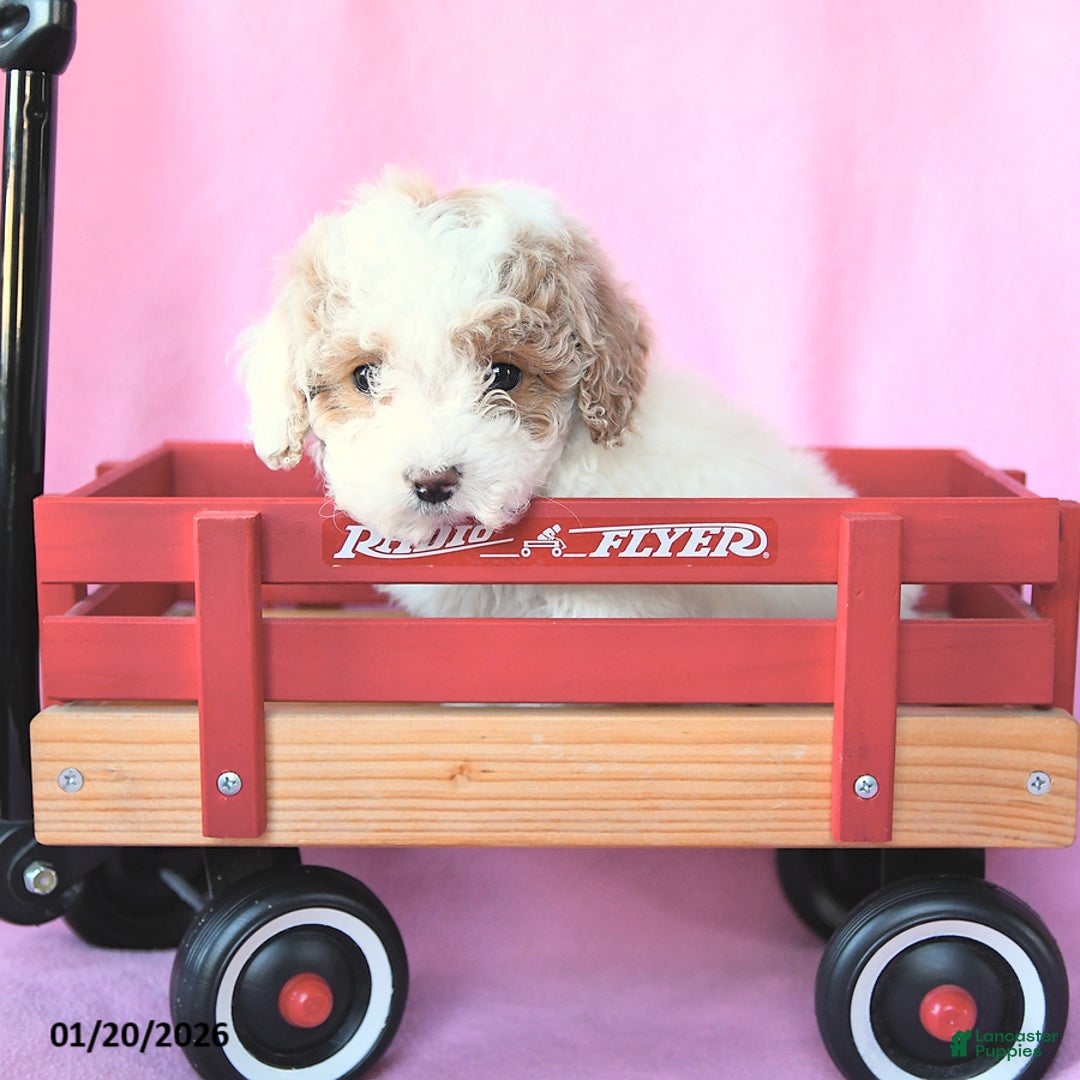 Toy Poodle dogs for sale: Percy - Ad 5