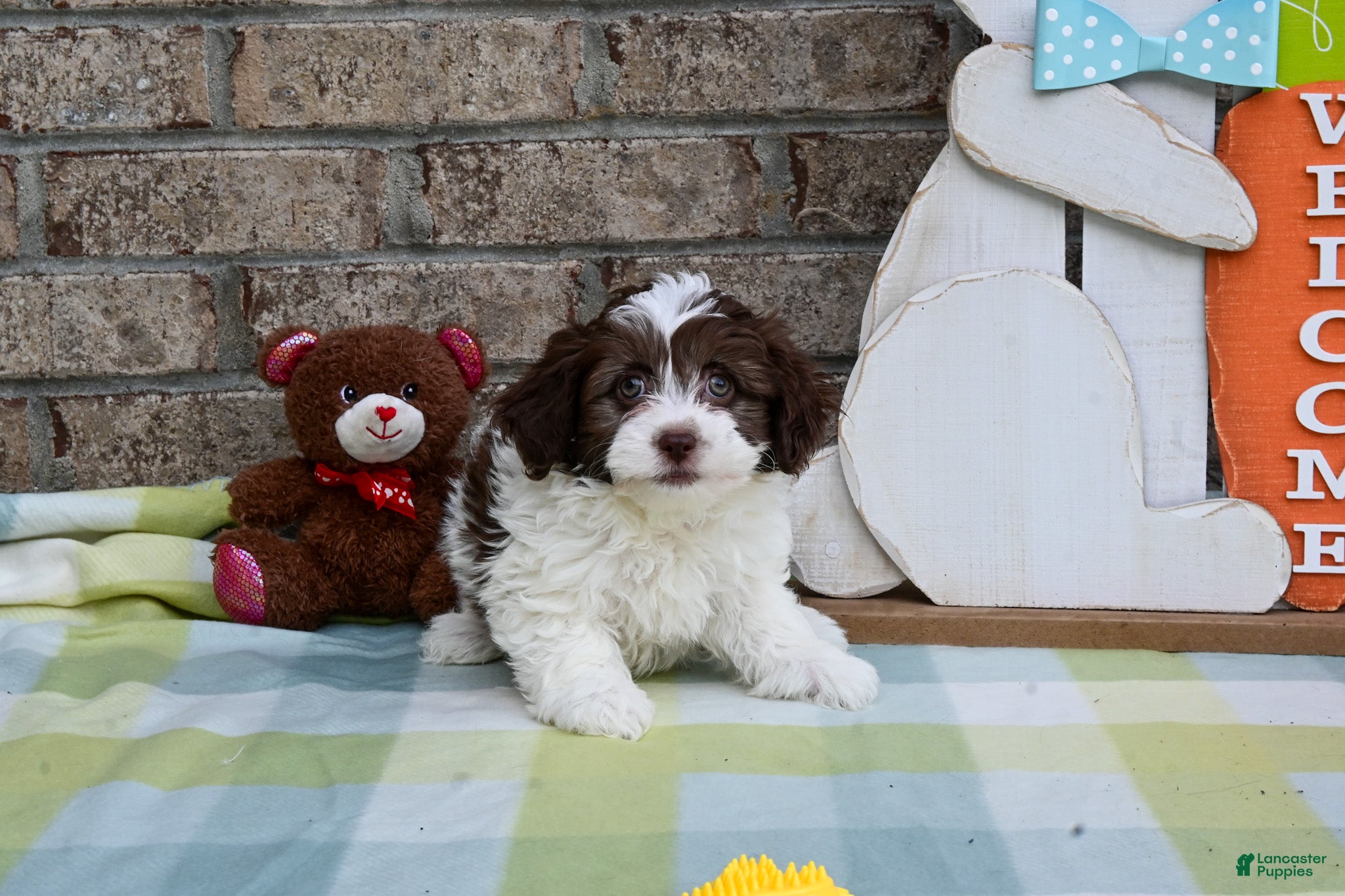 Havapoo dogs Havapoo Johnny - Ad 2