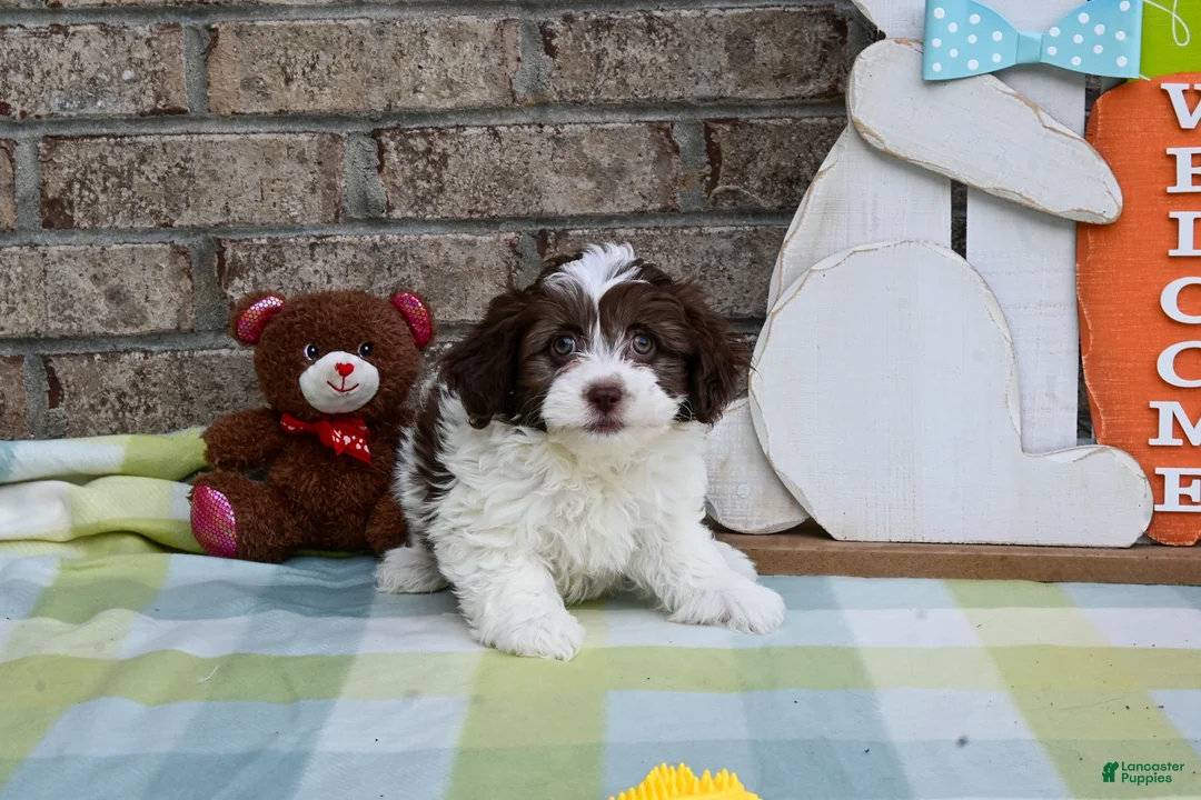 Havapoo dogs for sale: Havapoo Johnny - Ad 2