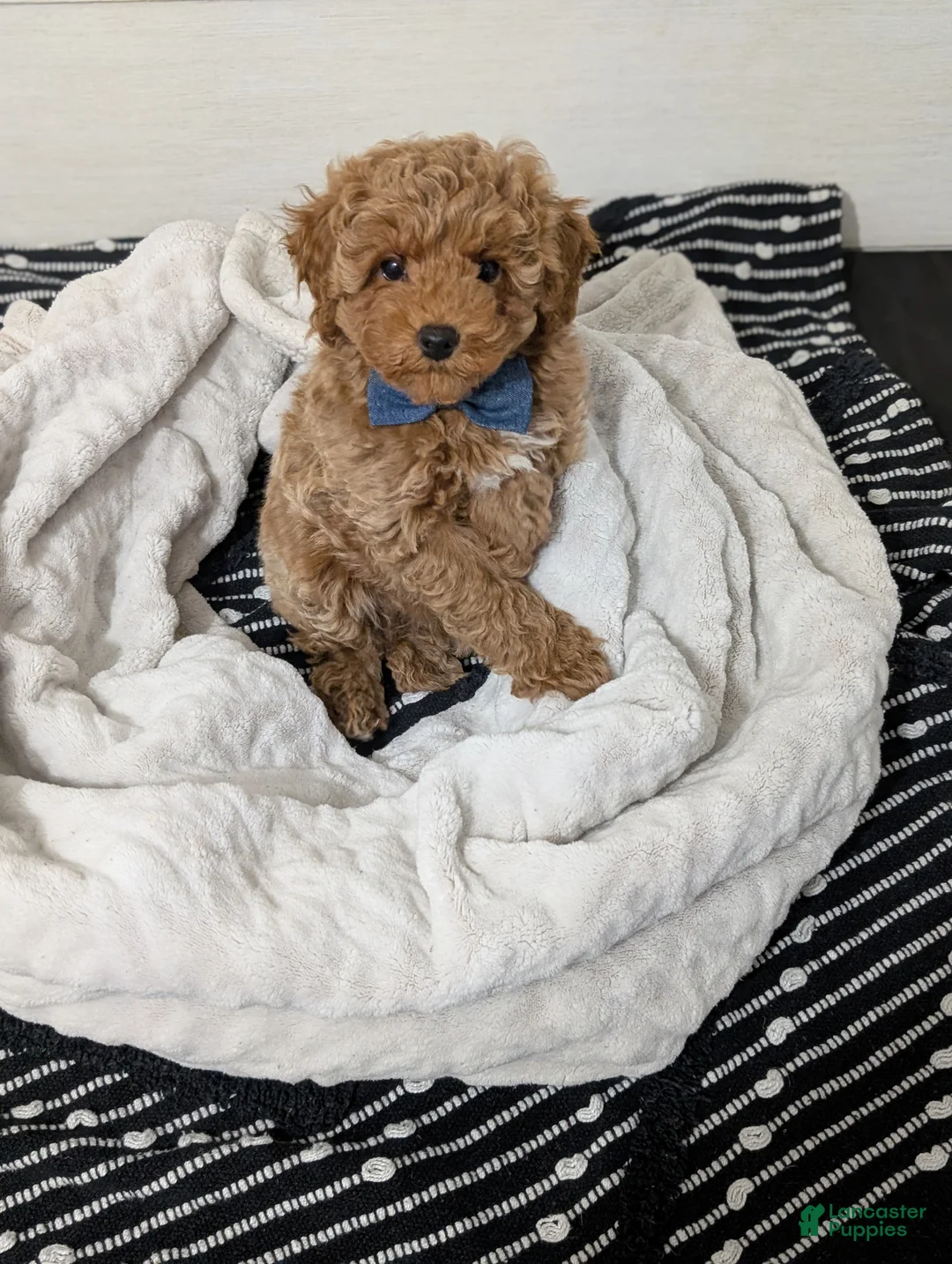 Toy Poodle dogs for sale: Peanut Butter  - Ad 5