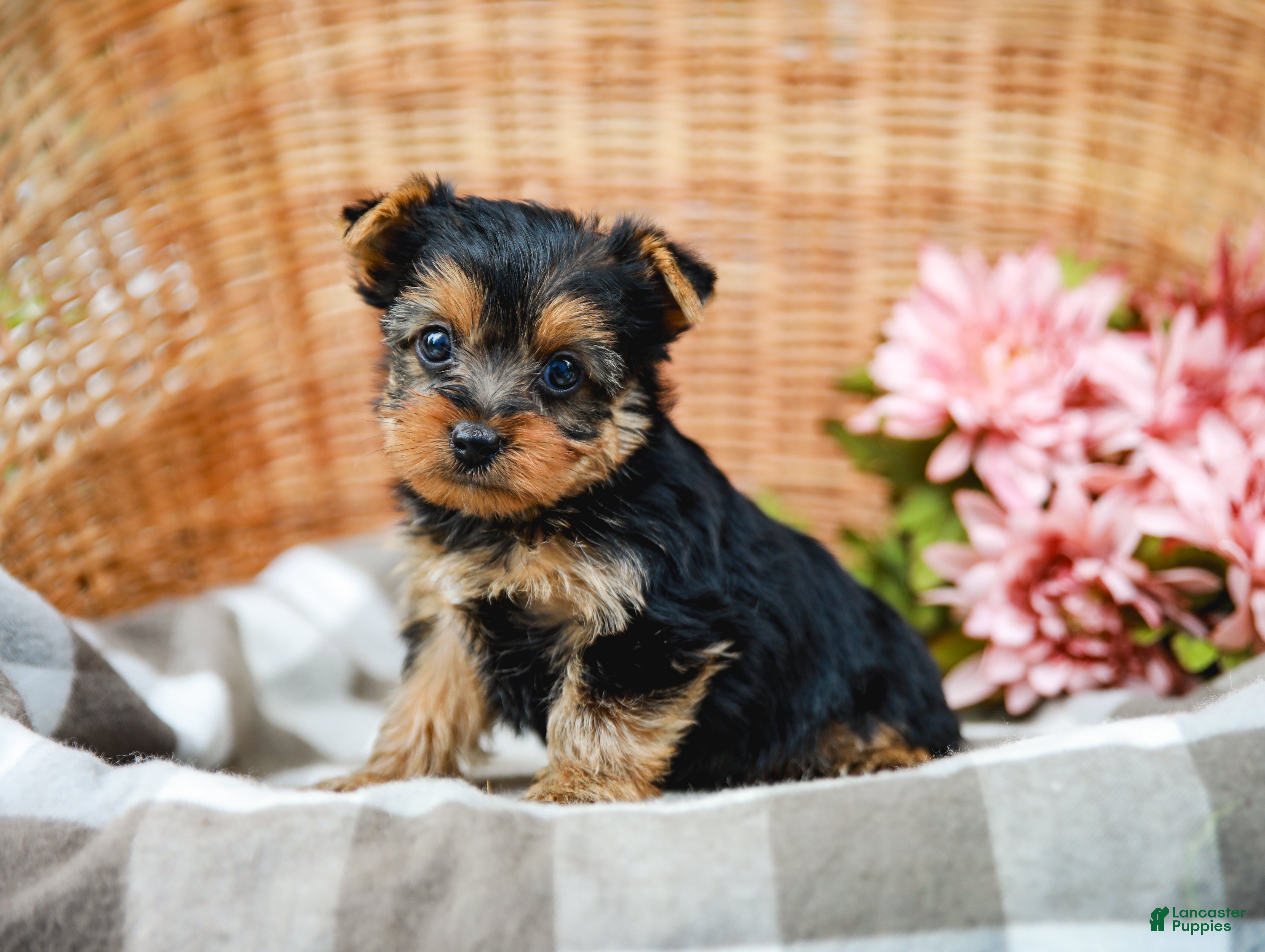 Yorkshire Terrier dogs Monty - Ad 2