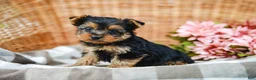 Yorkshire Terrier dogs for sale: Monty - Ad 2