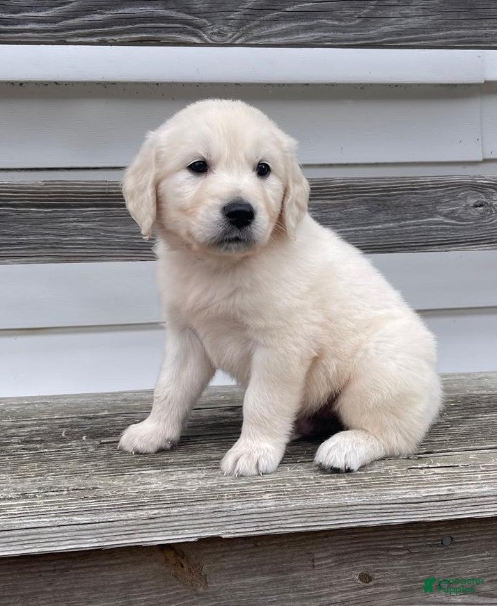Golden Retriever dogs Tug - Ad 1