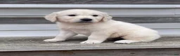 Golden Retriever dogs for sale: Tug - Ad 1