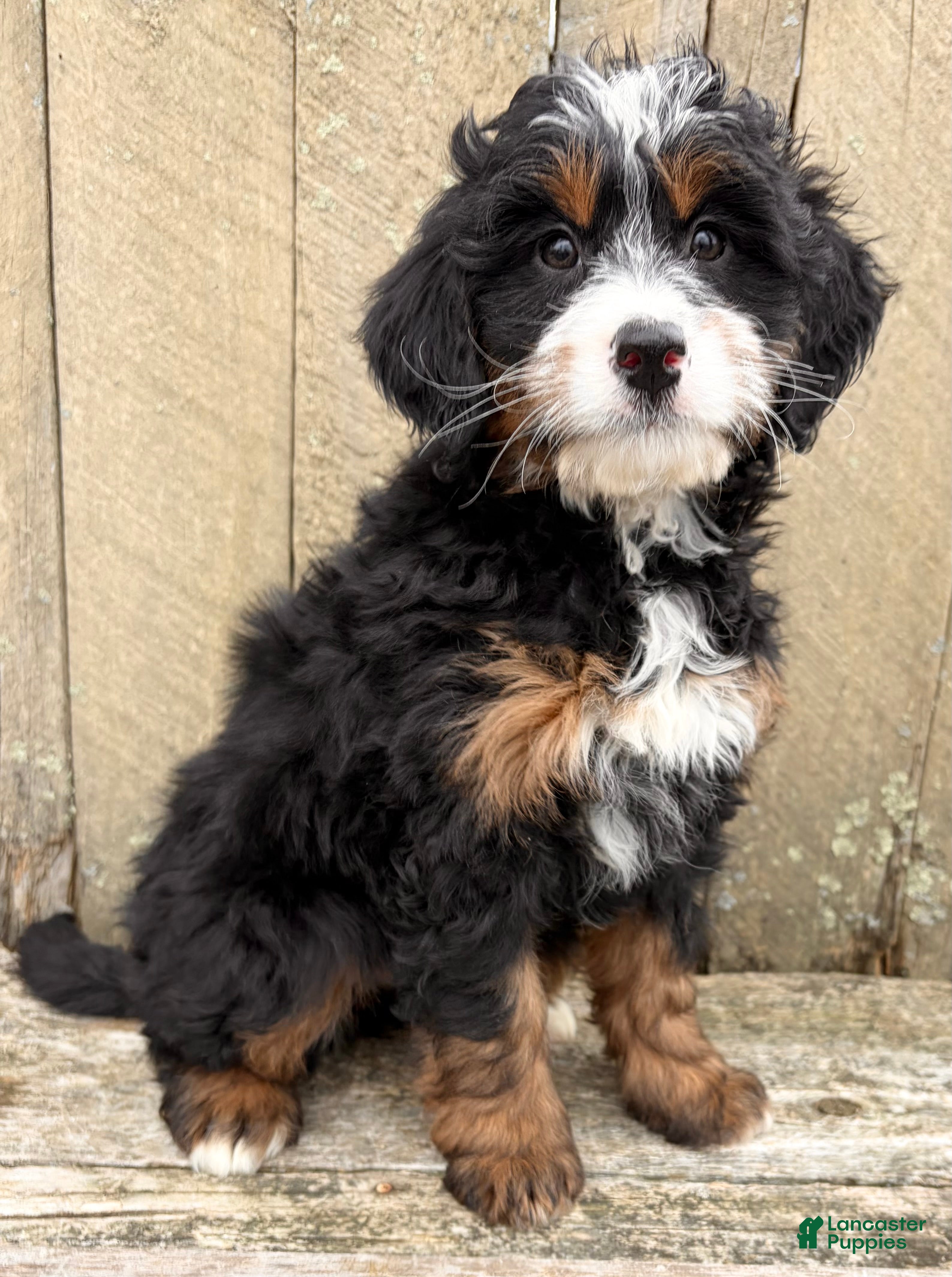 Mini Bernedoodle dogs 💗IN BOSTON MASSACHUSETTS AREA💗MINI BERNEDOODLE💗PETITE GIRL💗 - Ad 2