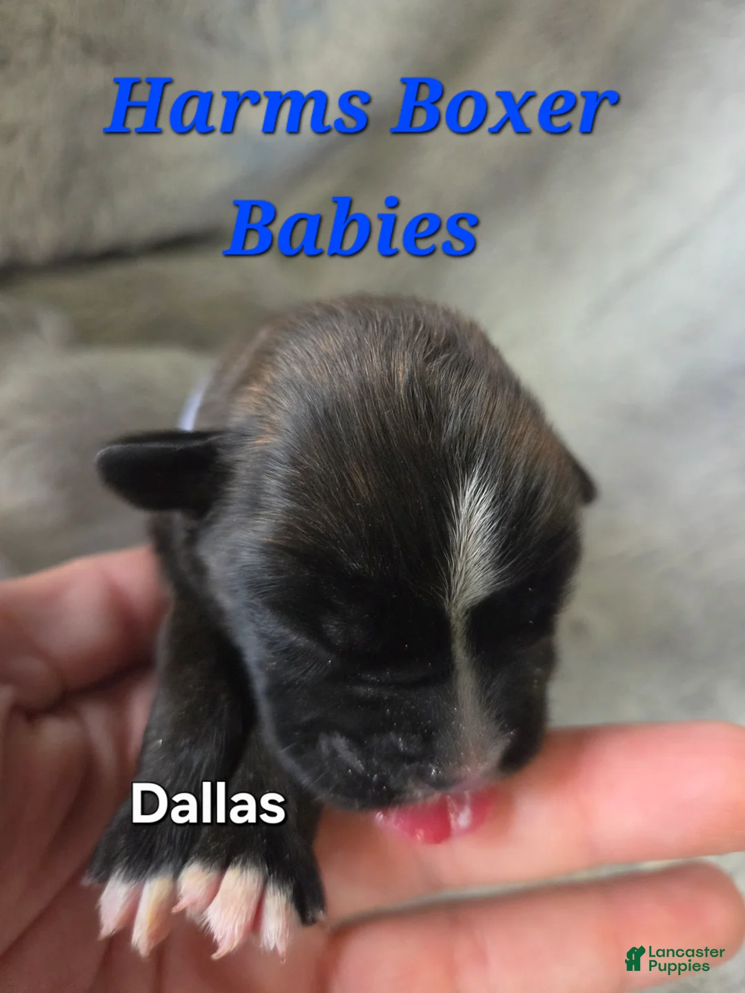Boxer dogs for sale: Dallas - Ad 2