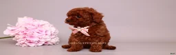 Toy Poodle dogs for sale: Elodie Red Teacup - Ad 7