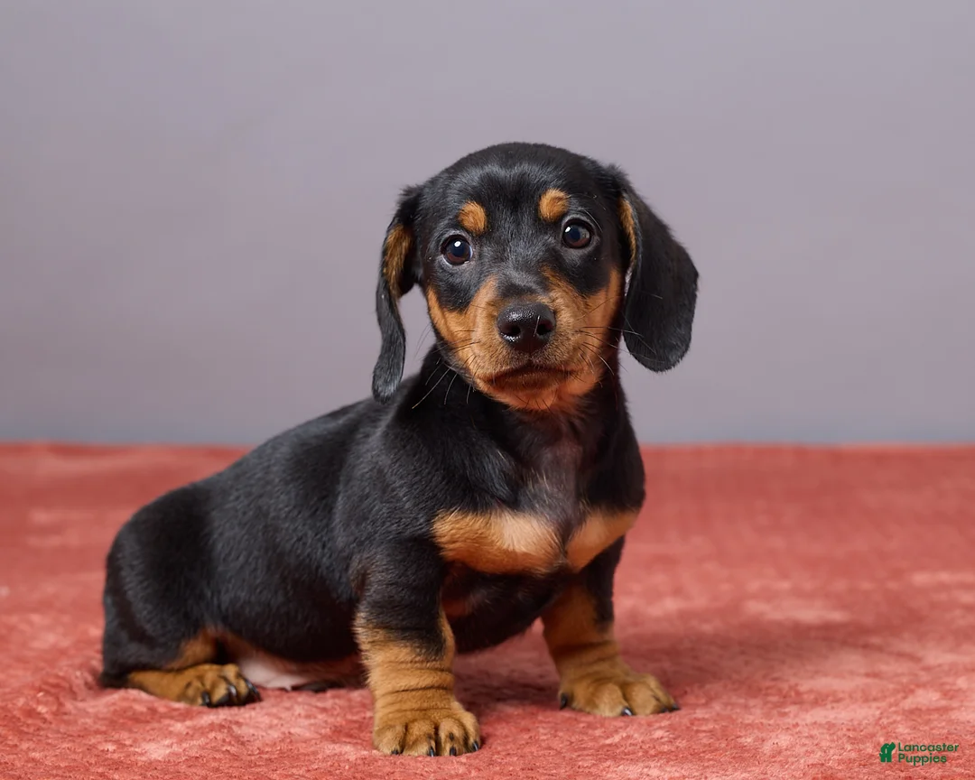 Miniature Dachshund dogs for sale: Kyle - Ad 3