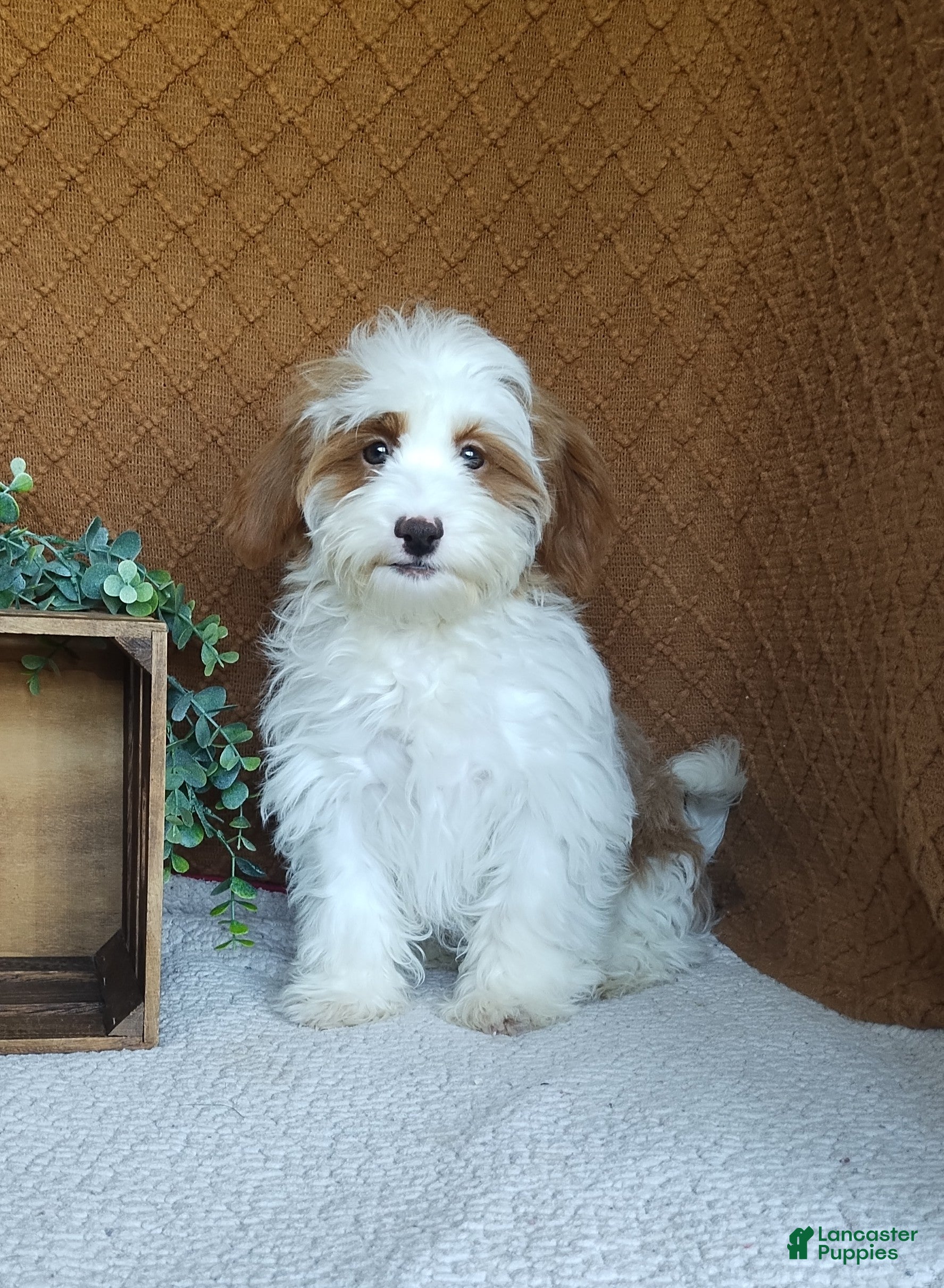 Havanese dogs for sale: Tasha - Ad 1