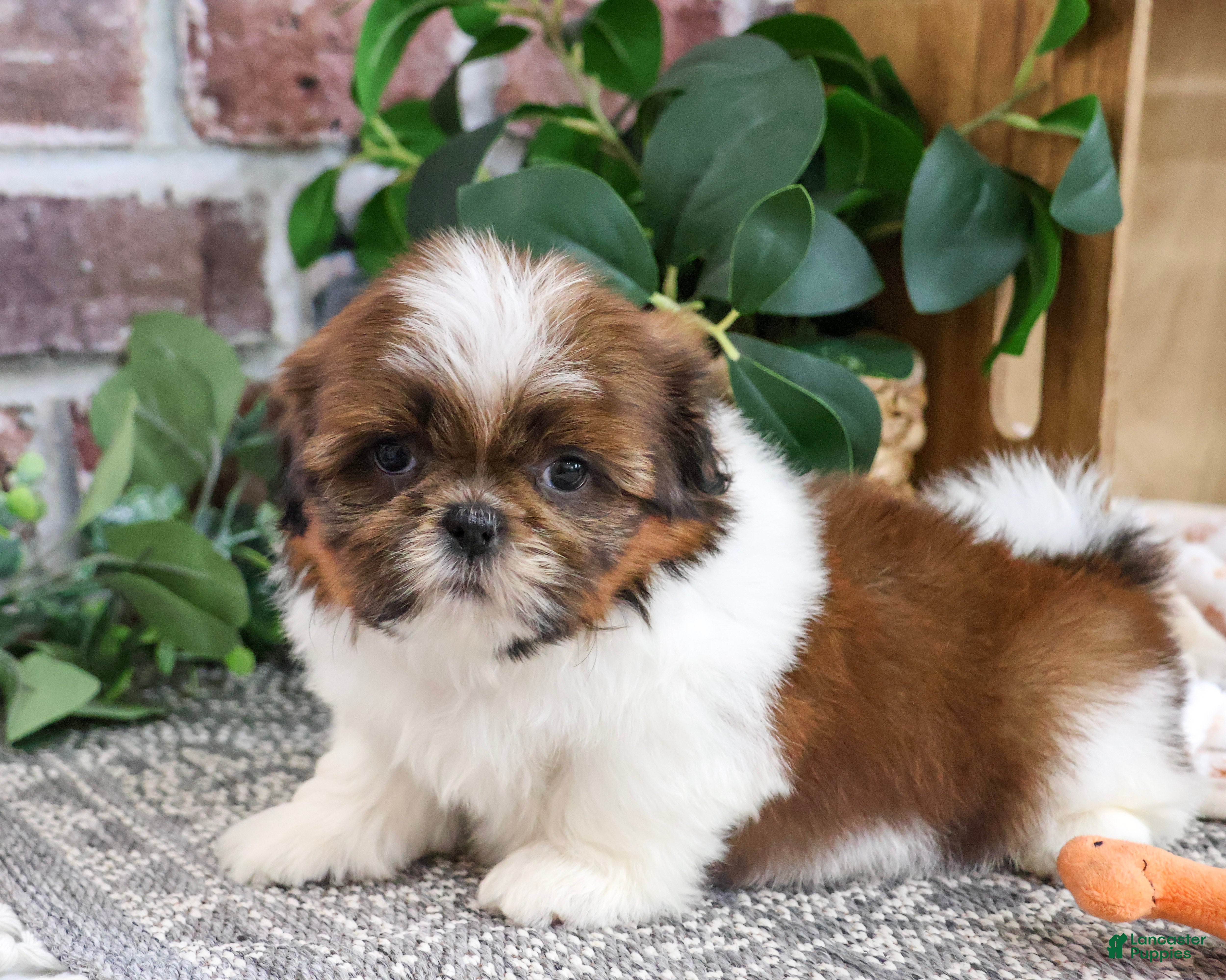 Shih Tzu dogs Larkspur - Ad 17