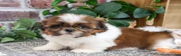 Shih Tzu dogs for sale: Larkspur - Ad 1