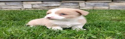 Welsh Corgi Pembroke dogs for sale: Welsh Corgi Pembroke 3 - Ad 5