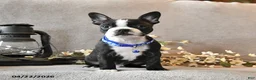 Boston Terrier dogs for sale: Rocky - Ad 3