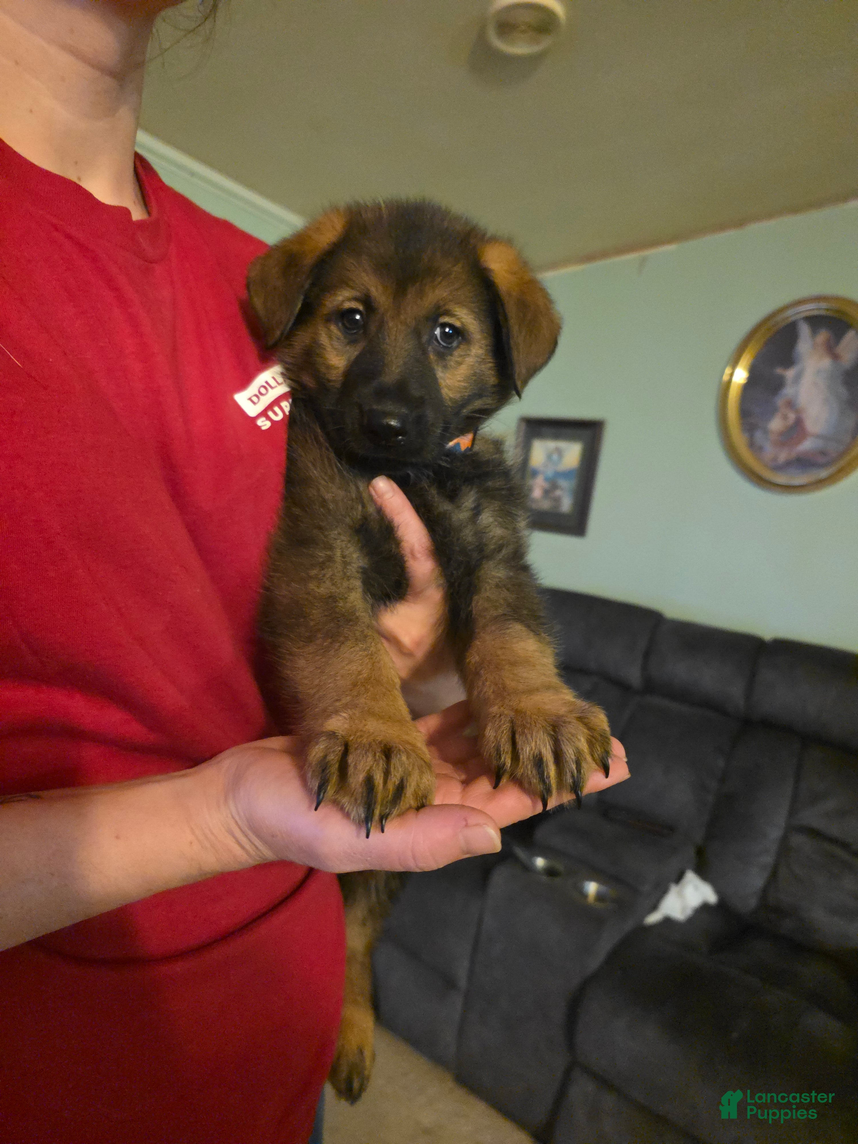 German Shepherd dogs German Shepherd Puppy 3 - Ad 15