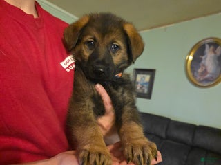 German Shepherd dogs German Shepherd Puppy 3 - Ad 15