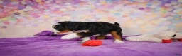 Mini Bernedoodle dogs for sale: Sasha - Ad 6