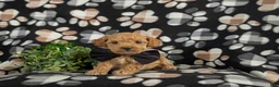 Bichpoo dogs for sale: Parkinson 9 lbs Full Grown - Ad 5