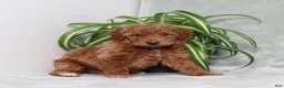 Mini Goldendoodle dogs for sale: Arlis - Ad 1