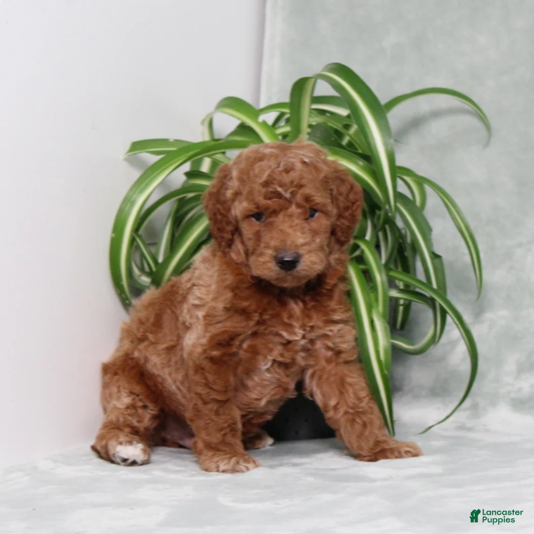 Mini Goldendoodle dogs for sale: Arlis - Ad 1