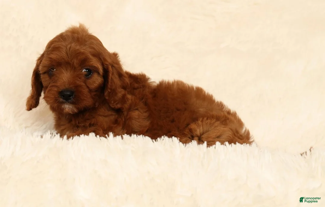 Cavapoo dogs for sale: Roger - Ad 2