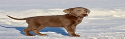 Labrador Retriever dogs for sale: Susie Q - Ad 2