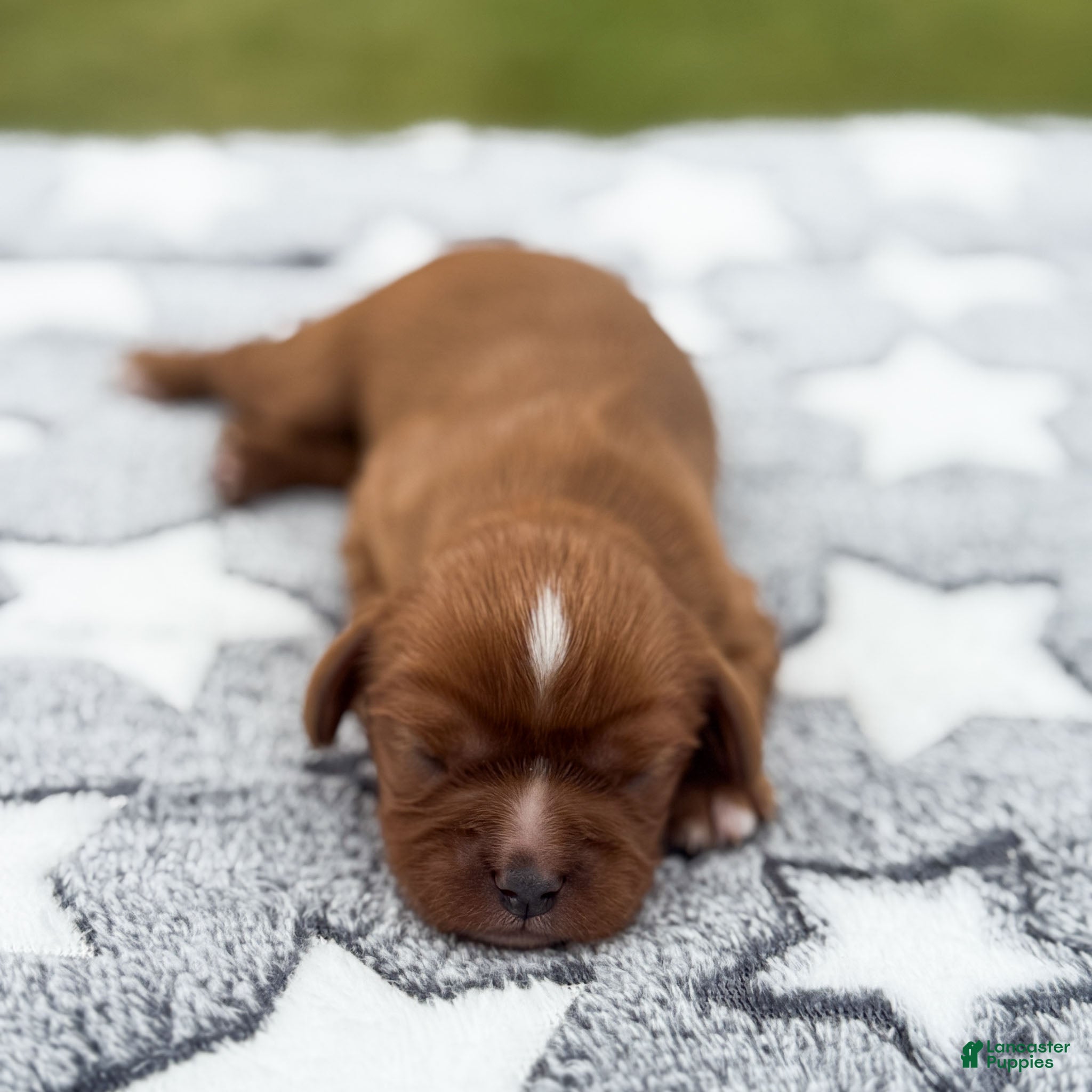 Cavalier King Charles Spaniel dogs Dallas Cavalier King Charles Spaniel  - Ad 2