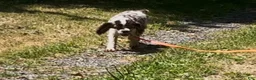 Cocker Spaniel dogs for sale: Cocker Spaniel Puppy 1 - Ad 3