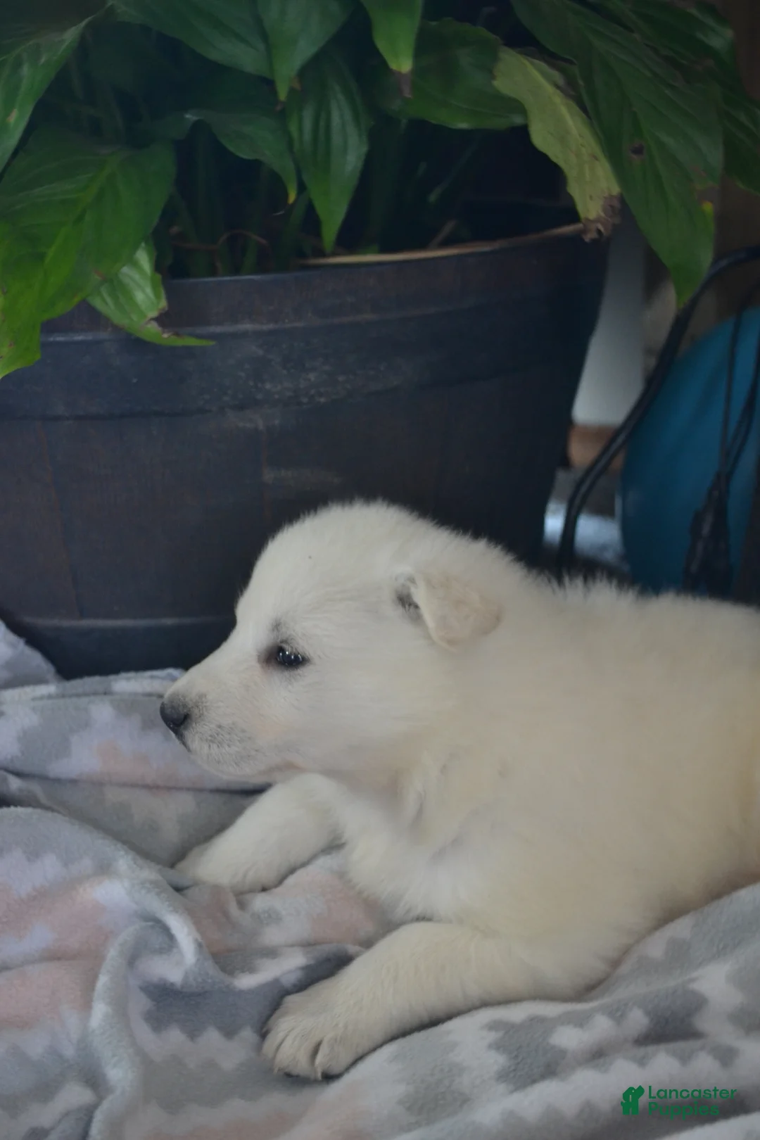 German Shepherd dogs for sale: Sasha - Ad 8