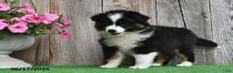 Miniature Australian Shepherd dogs for sale: Rambo - Ad 4