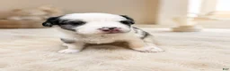 Mixed Breed dogs for sale: Mila - Ad 6