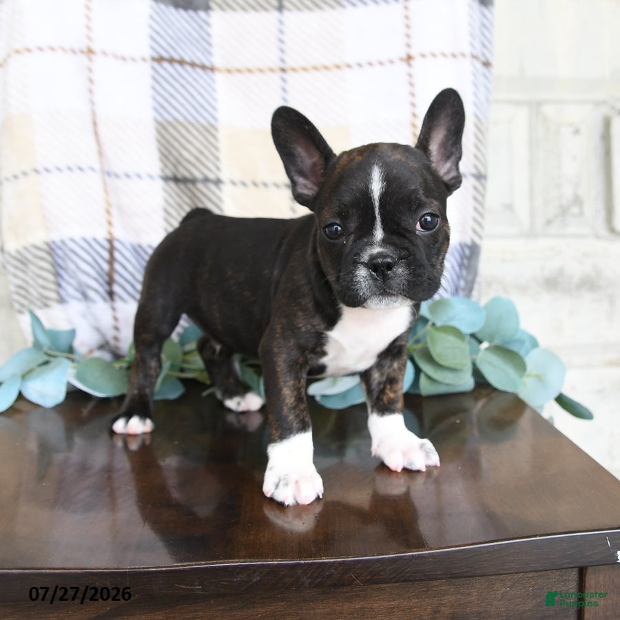 Frenchton dogs Jordan - Ad 2