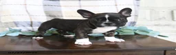Frenchton dogs for sale: Jordan - Ad 2