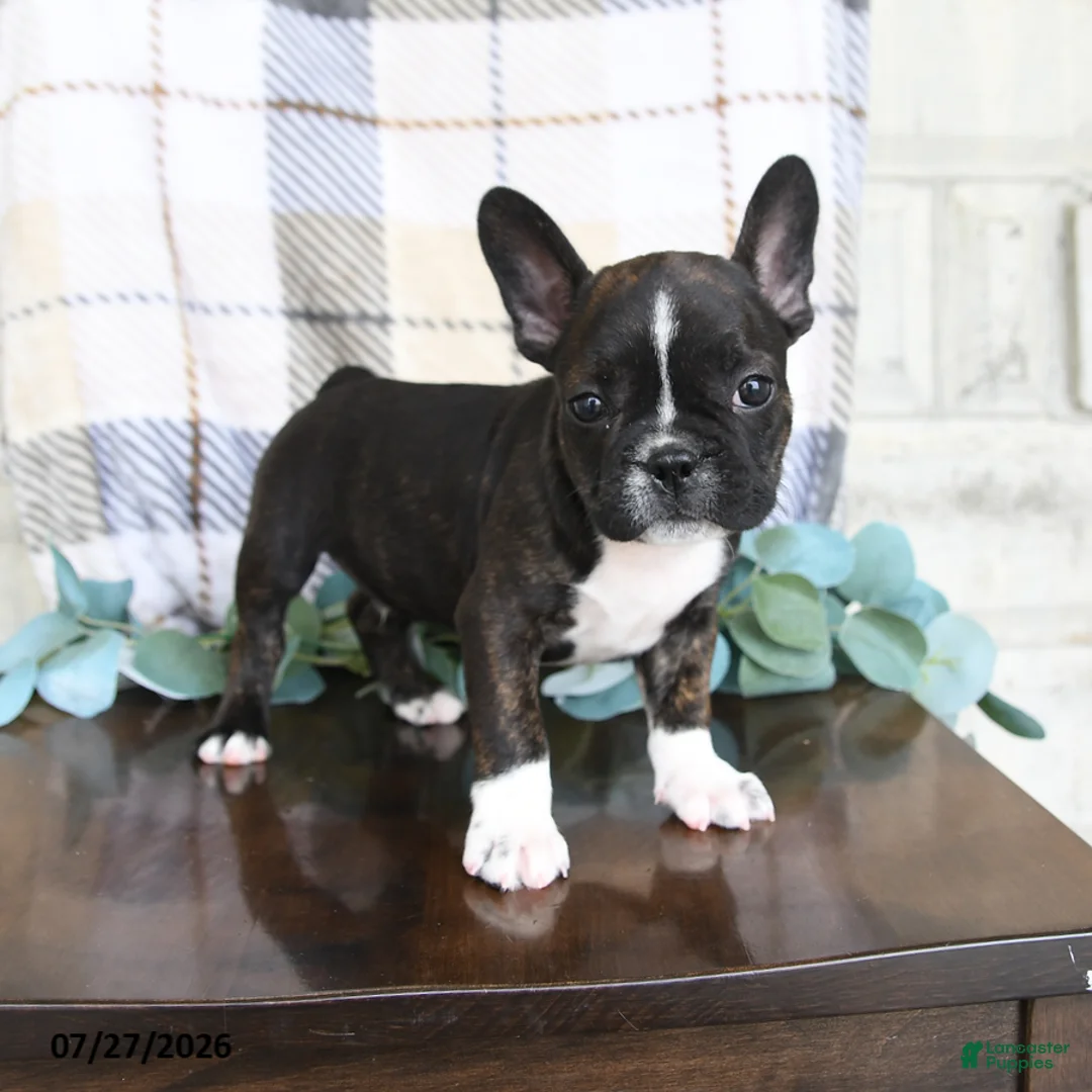 Frenchton dogs for sale: Jordan - Ad 2