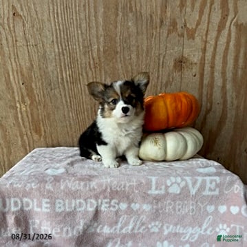 Welsh Corgi Pembroke dogs Emma - Ad 2