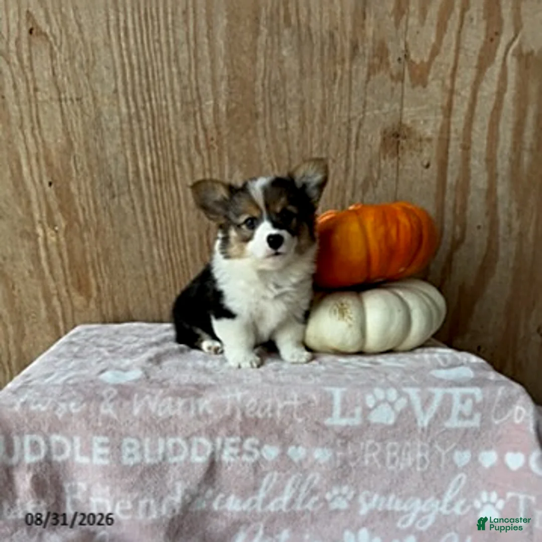 Welsh Corgi Pembroke dogs for sale: Emma - Ad 2