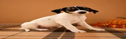Mixed Breed dogs for sale: Tod - Ad 3