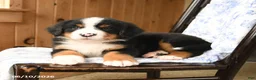 Bernese Mountain Dog dogs for sale: Buster - Ad 4