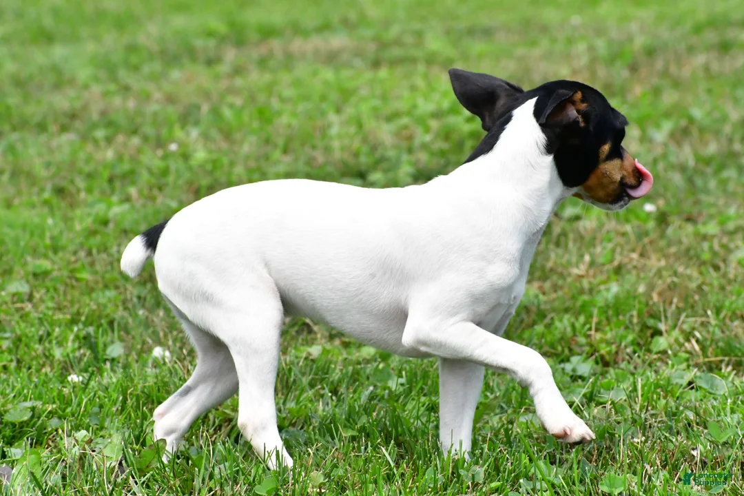 Toy Fox Terrier dogs for sale: Dakota - Ad 2