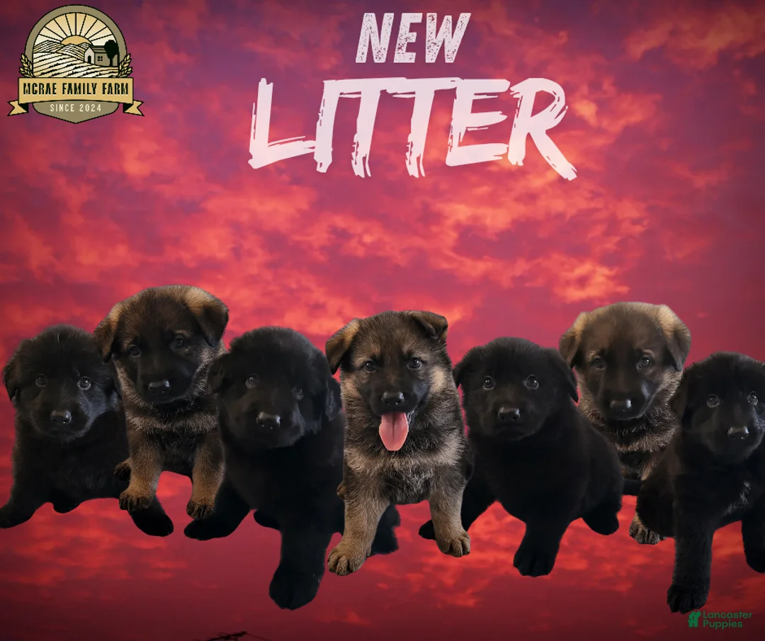 German Shepherd dogs for sale: German Shepherd Girl 2 - Ad 3