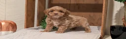 Cockapoo dogs for sale: Eden - Ad 4