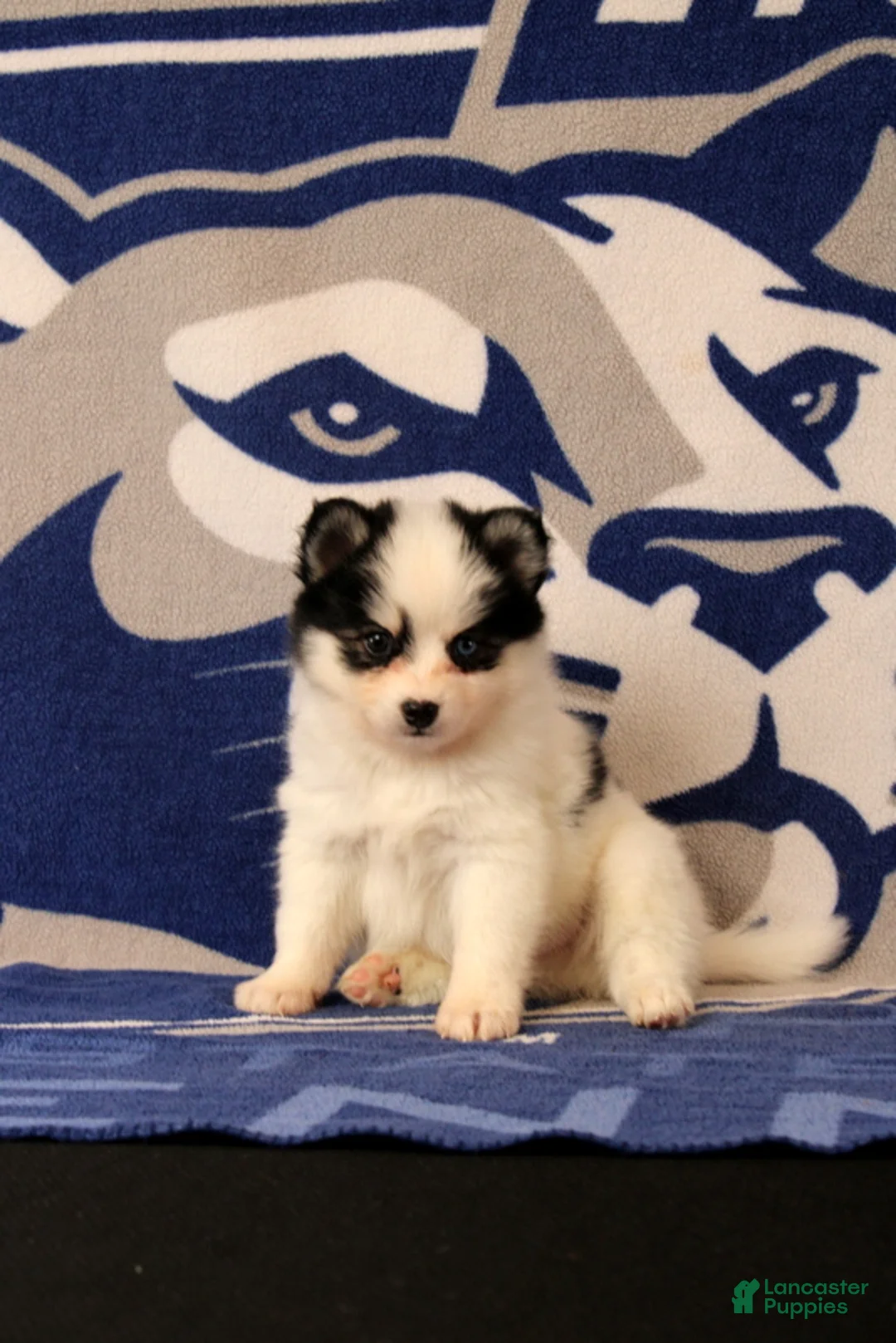 Pomsky dogs for sale: Lucas - Ad 4